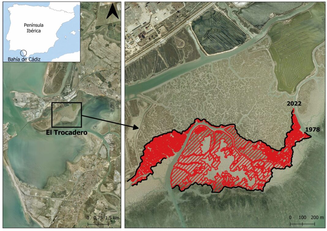 Las marismas de la Bahía de Cádiz pierden protección costera por su retroceso